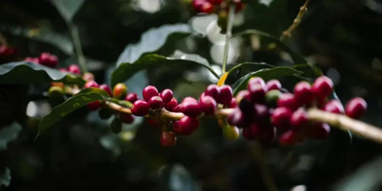 Primer plano de granos de café rojos y verdes madurando en una rama, rodeados de hojas verdes oscuras. Representa la etapa de cosecha.