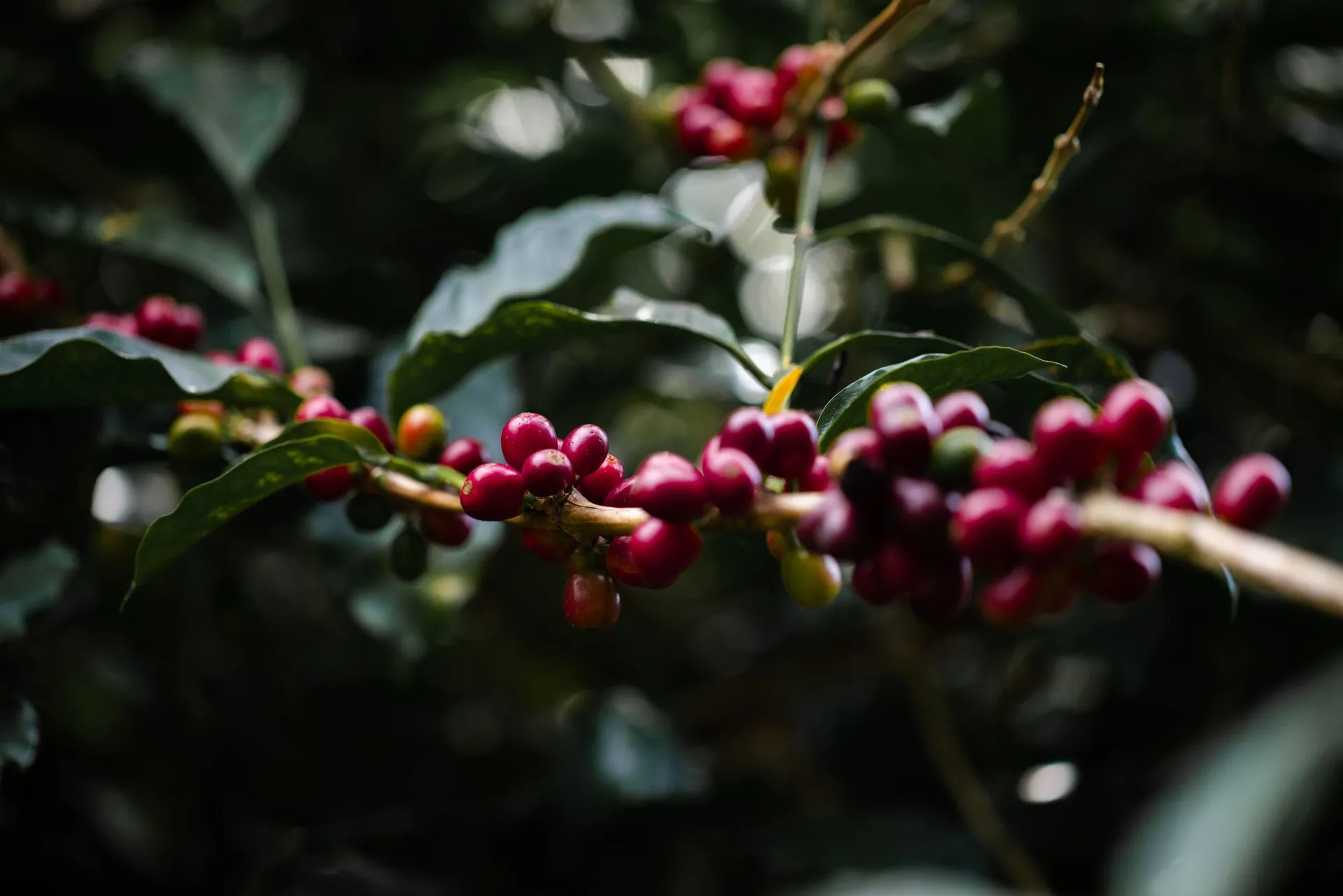 Primer plano de granos de café rojos y verdes madurando en una rama, rodeados de hojas verdes oscuras. Representa la etapa de cosecha.