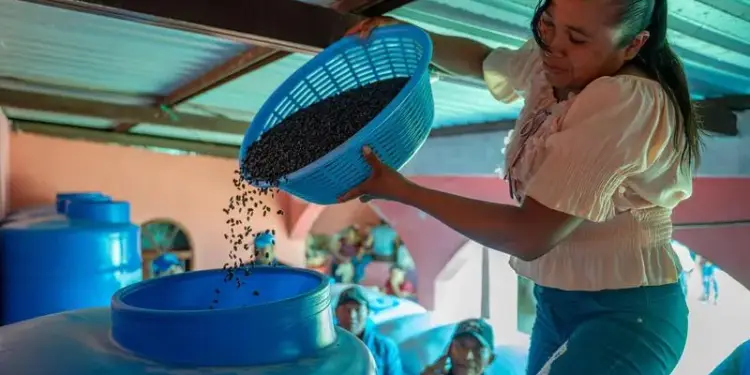 Centroamérica sufrirá mayor deterioro alimentario por El Niño