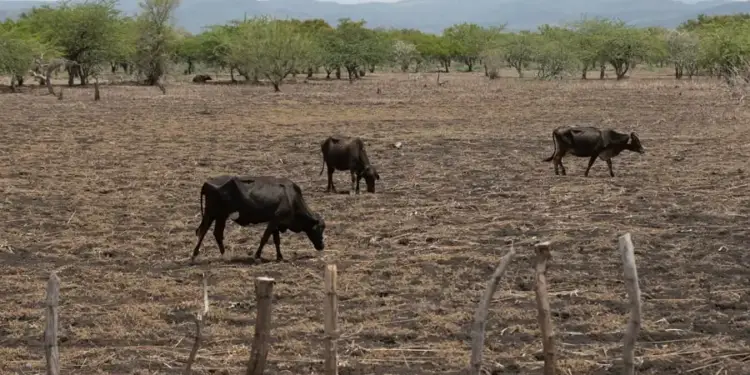 Tres vacas negras pastando en un terreno seco y árido con árboles al fondo bajo un cielo nublado.
