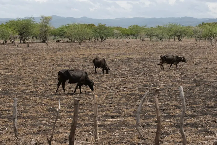 Tres vacas negras pastando en un terreno seco y árido con árboles al fondo bajo un cielo nublado.
