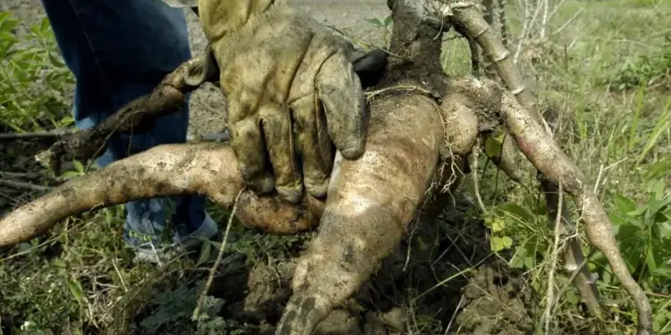 Primer plano de manos enguantadas sosteniendo una planta de yuca recién cosechada con sus raíces tuberosas cubiertas de tierra en un campo.
