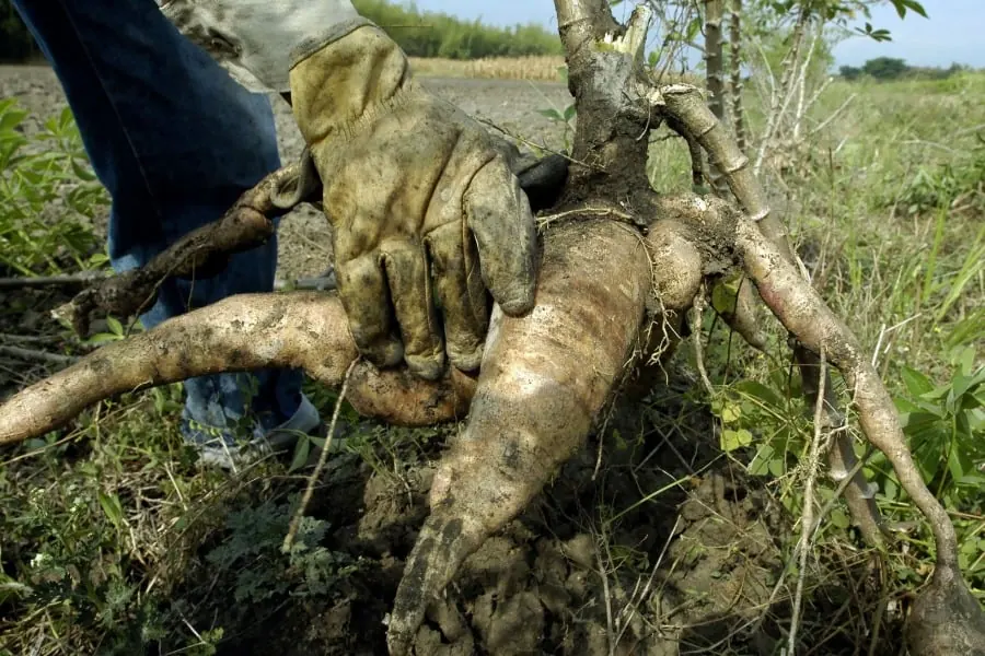 Primer plano de manos enguantadas sosteniendo una planta de yuca recién cosechada con sus raíces tuberosas cubiertas de tierra en un campo.