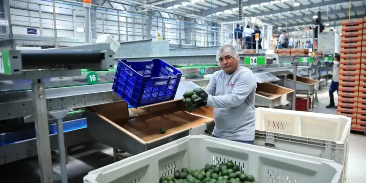 Exportación de aguacate Hass en Guatemala crecería hacia 2028