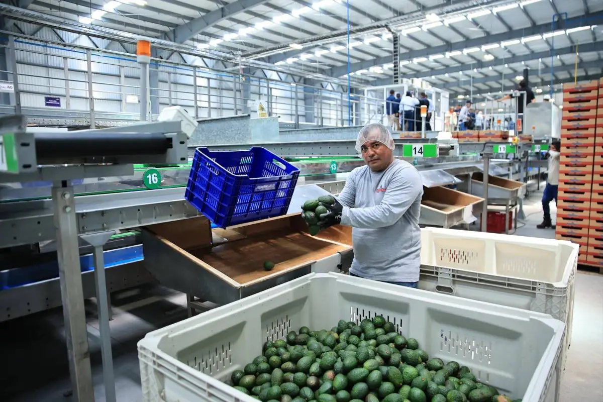 Exportación de aguacate Hass en Guatemala crecería hacia 2028