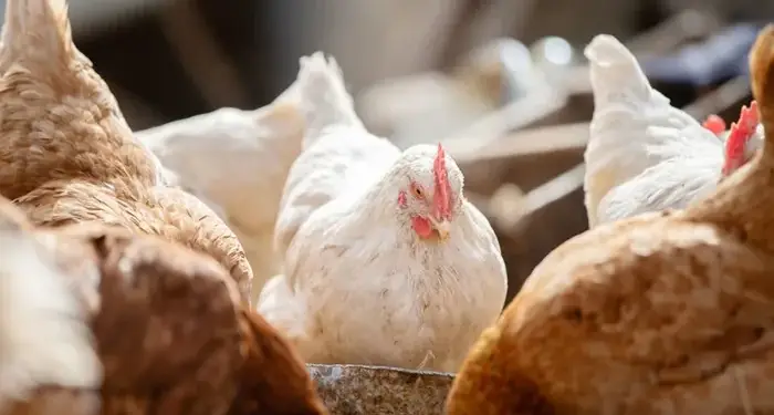 Grupo de gallinas marrones y blancas comiendo en un corral de una granja.