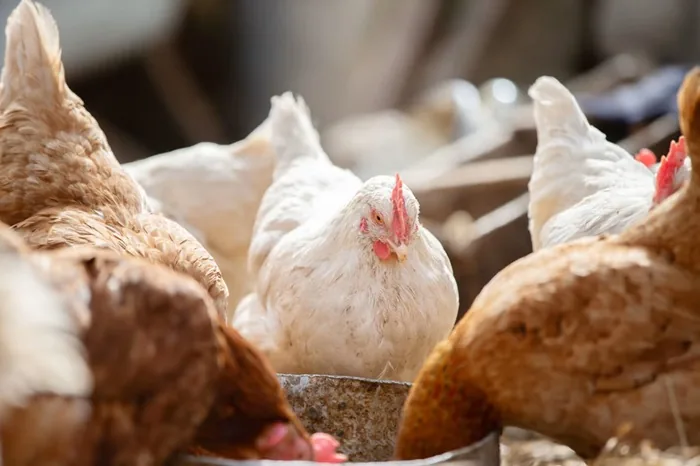 Grupo de gallinas marrones y blancas comiendo en un corral de una granja.