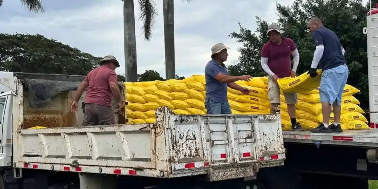 Cuatro trabajadores cargando sacos amarillos desde una plataforma hacia un camión de carga.