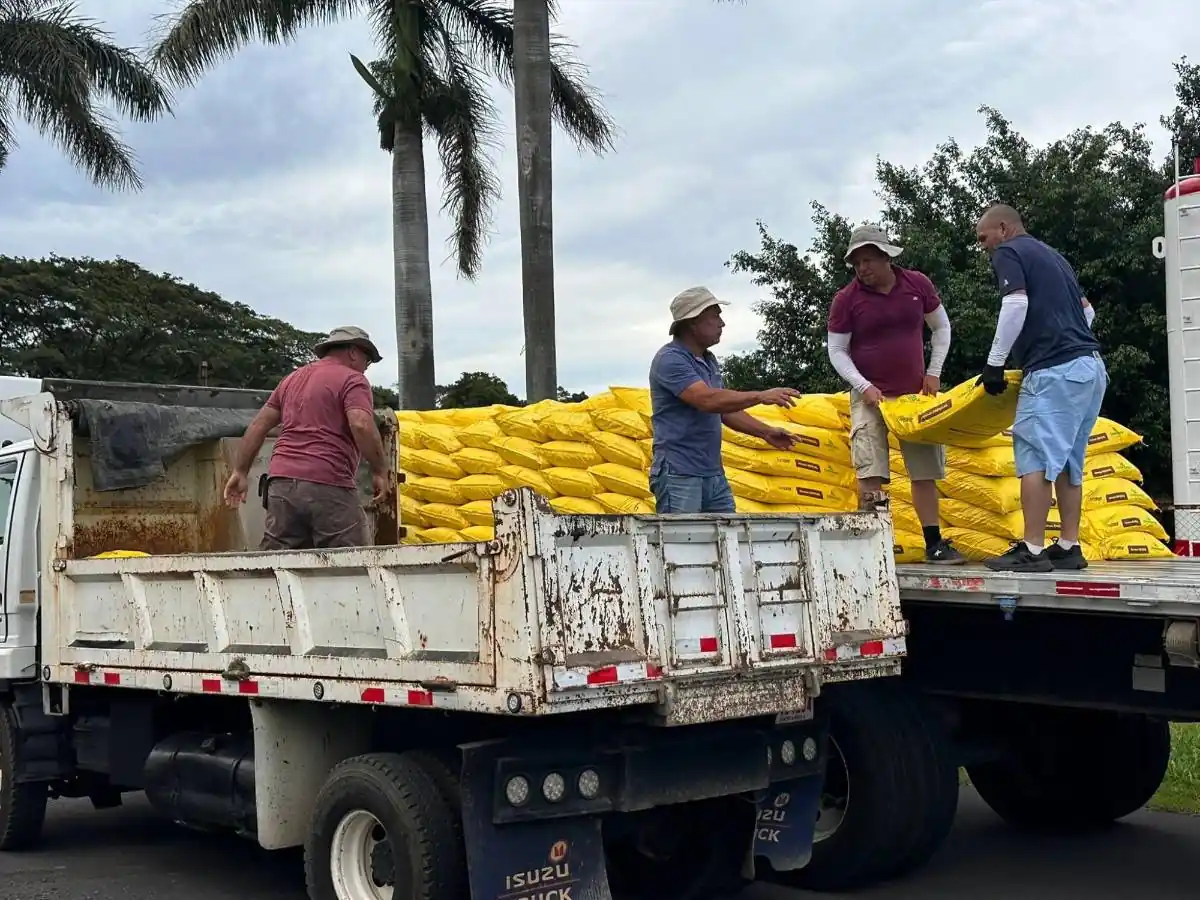 Cuatro trabajadores cargando sacos amarillos desde una plataforma hacia un camión de carga.