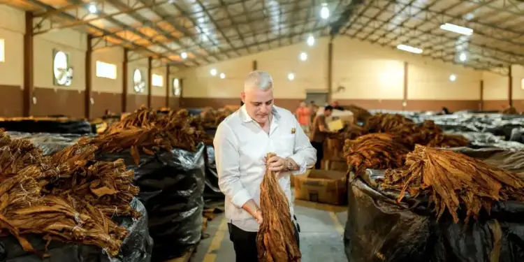 Puros premium: Nicaragua lidera el mercado centroamericano