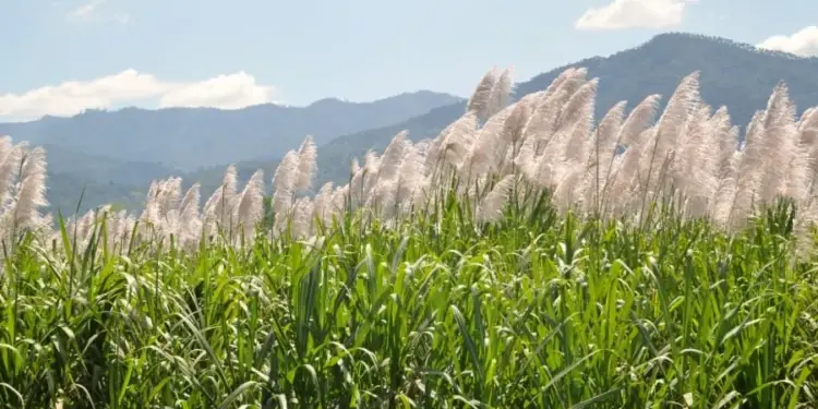 Plucomas de caña de azúcar en floración sobre un campo verde con montañas al fondo bajo un cielo nublado.