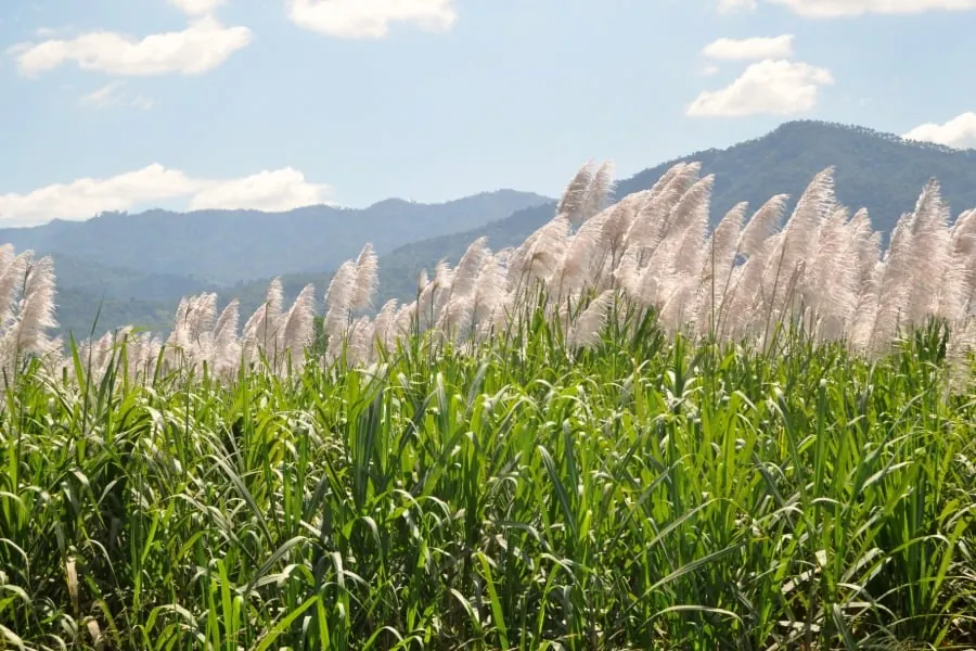 Plucomas de caña de azúcar en floración sobre un campo verde con montañas al fondo bajo un cielo nublado.
