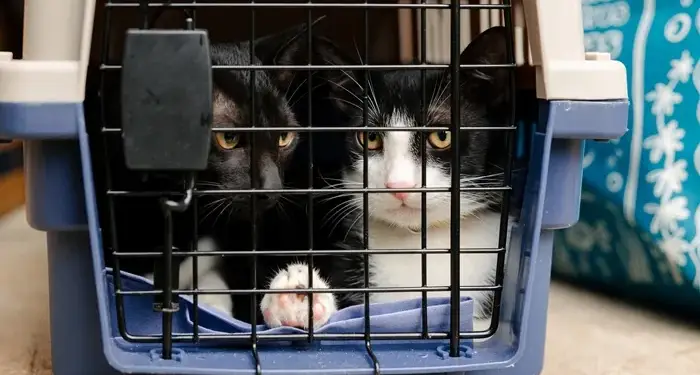 Dos gatos dentro de una jaula transportadora de plástico azul y beige con reja metálica.