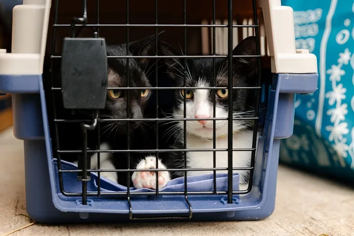Dos gatos dentro de una jaula transportadora de plástico azul y beige con reja metálica.