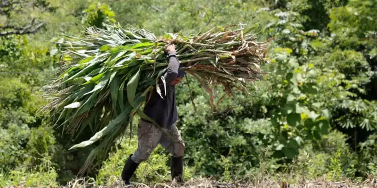Agricultor cargando un gran manojo de plantas de maíz sobre sus espaldas en un campo con vegetación.