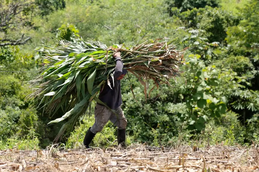 Agricultor cargando un gran manojo de plantas de maíz sobre sus espaldas en un campo con vegetación.