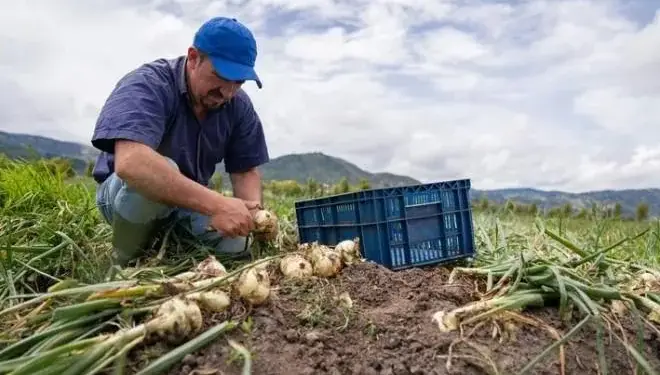 Agricultor limpiando cebollas recién cosechadas en un campo. Viste gorra azul y camisa, junto a una caja de plástico.