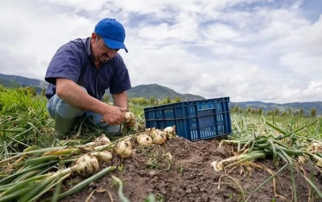 Agricultor limpiando cebollas recién cosechadas en un campo. Viste gorra azul y camisa, junto a una caja de plástico.