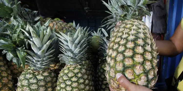 Primer plano de una persona sosteniendo una piña madura con otras piñas frescas apiladas en el fondo, en un entorno de mercado.