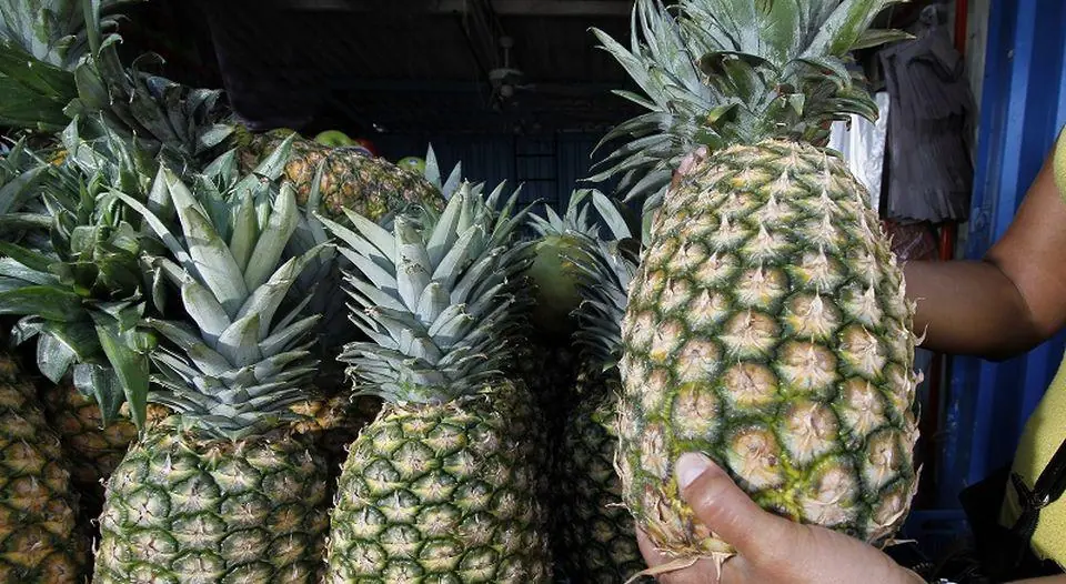 Primer plano de una persona sosteniendo una piña madura con otras piñas frescas apiladas en el fondo, en un entorno de mercado.
