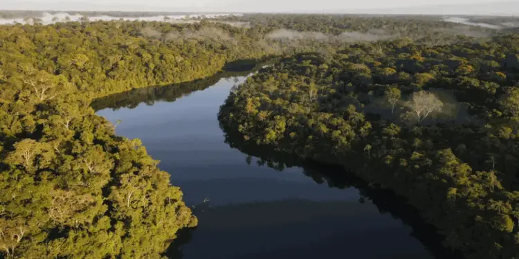 Vista aérea de un río serpenteante rodeado por una densa selva tropical verde bajo la luz del sol.