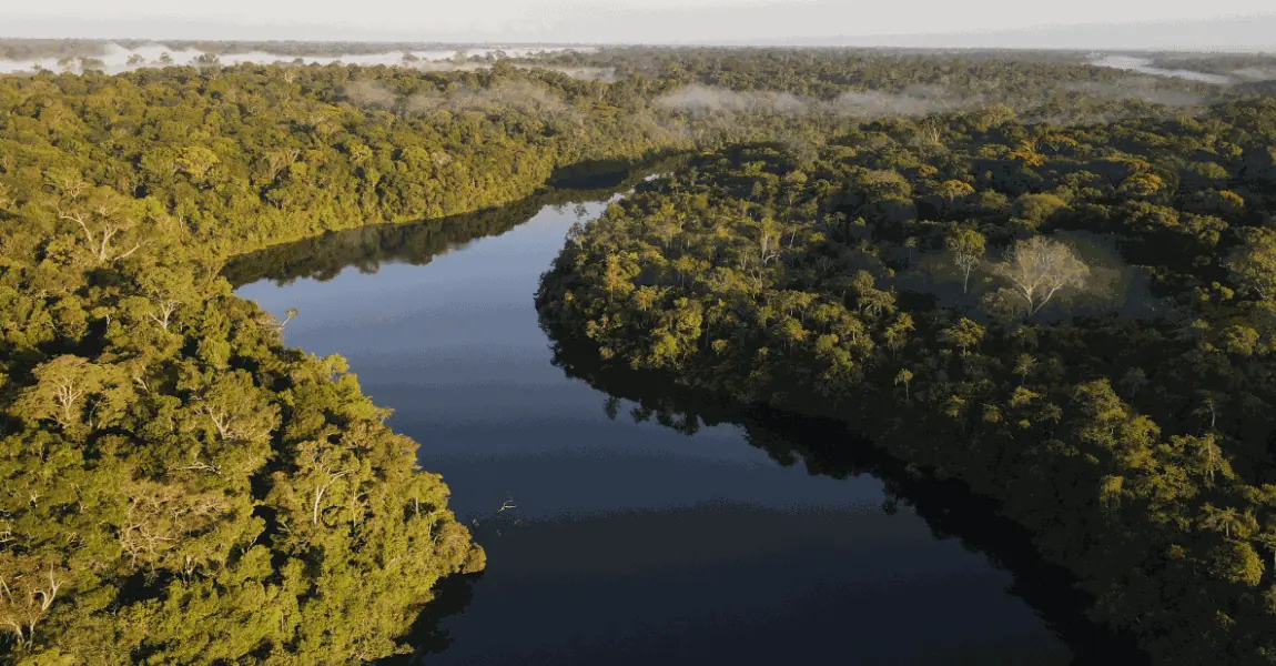 Vista aérea de un río serpenteante rodeado por una densa selva tropical verde bajo la luz del sol.