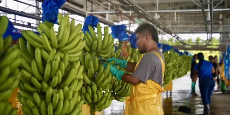 Trabajadores procesando racimos de bananos verdes colgados en una línea de producción industrial.