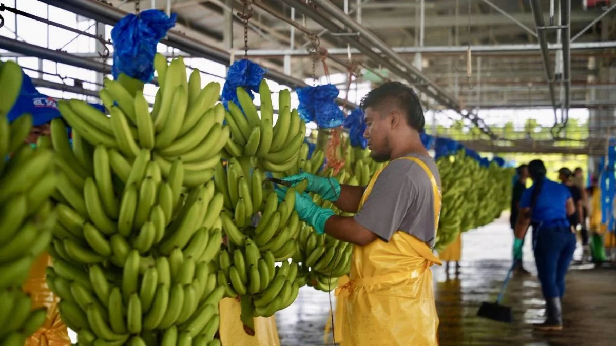 Trabajadores procesando racimos de bananos verdes colgados en una línea de producción industrial.