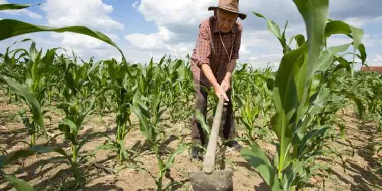 Agricultor mayor con sombrero y camisa a cuadros trabajando con una azada en un campo de maíz