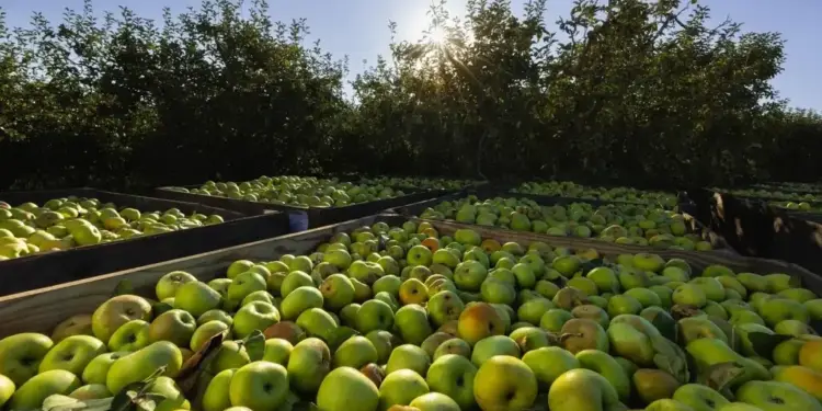 Grandes cajas de madera llenas de manzanas verdes frescas en un huerto bajo la luz del sol.