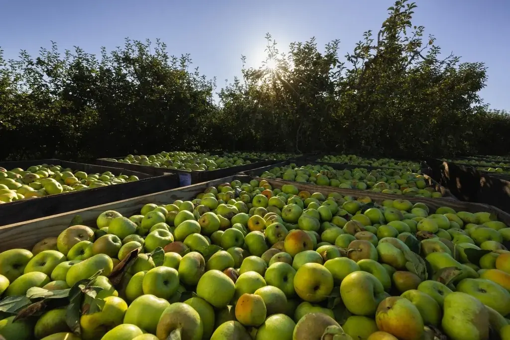 Grandes cajas de madera llenas de manzanas verdes frescas en un huerto bajo la luz del sol.