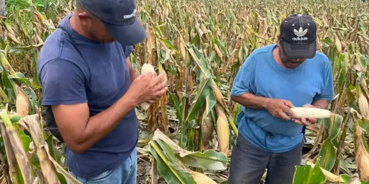 Dos agricultores inspeccionando y pelando mazorcas de maíz en un campo de cultivo al aire libre.