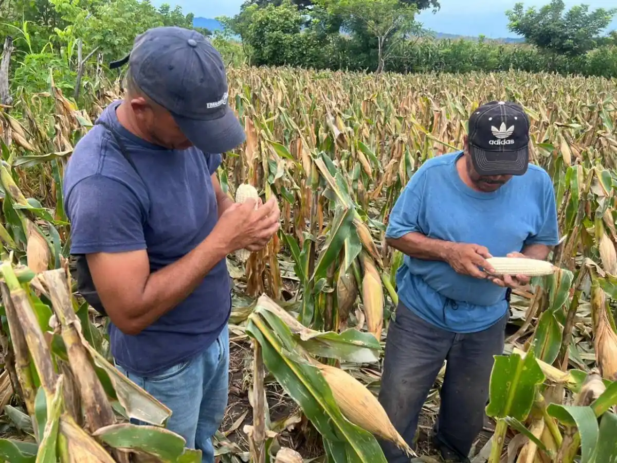 Dos agricultores inspeccionando y pelando mazorcas de maíz en un campo de cultivo al aire libre.
