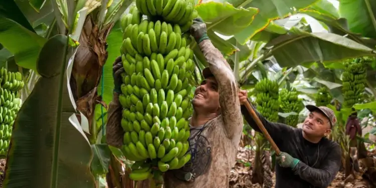 Dos trabajadores agrícolas cosechando un gran racimo de plátanos verdes en una plantación tropical.