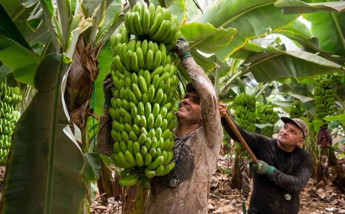 Dos trabajadores agrícolas cosechando un gran racimo de plátanos verdes en una plantación tropical.