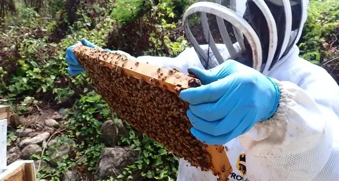 Apicultor con traje de protección y guantes azules sosteniendo un panal lleno de abejas en el campo