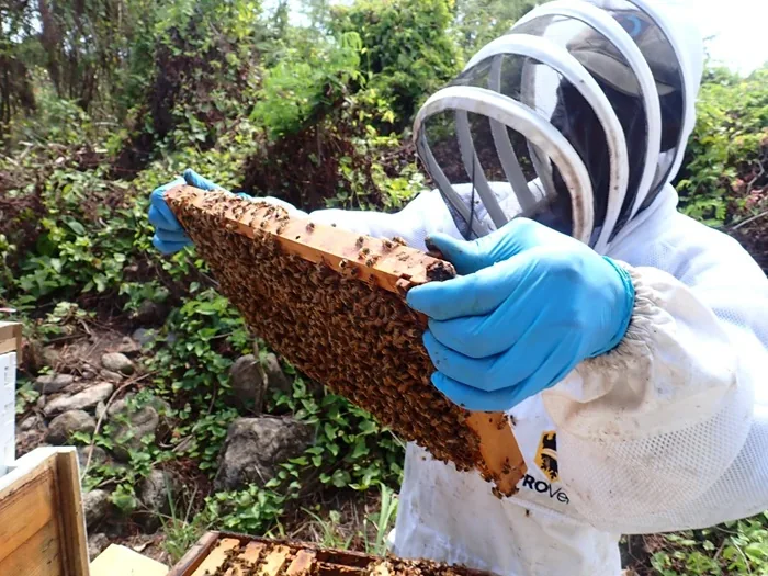 Apicultor con traje de protección y guantes azules sosteniendo un panal lleno de abejas en el campo