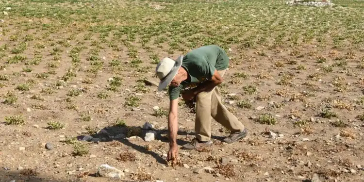 Agricultor con sombrero trabajando en un terreno seco y con cultivos dañados por falta de agua.