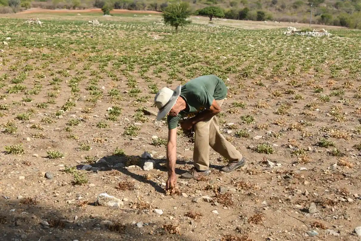 Agricultor con sombrero trabajando en un terreno seco y con cultivos dañados por falta de agua.
