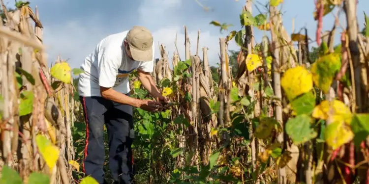 Hombre con gorra y camiseta blanca inspeccionando plantas verdes y tallos secos en un campo agrícola bajo un cielo nublado, con vainas rojas visibles.