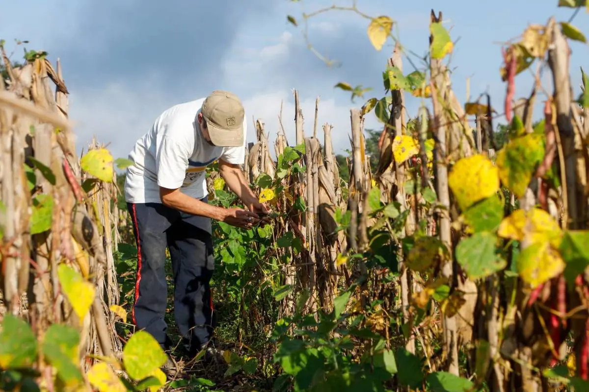 Hombre con gorra y camiseta blanca inspeccionando plantas verdes y tallos secos en un campo agrícola bajo un cielo nublado, con vainas rojas visibles.