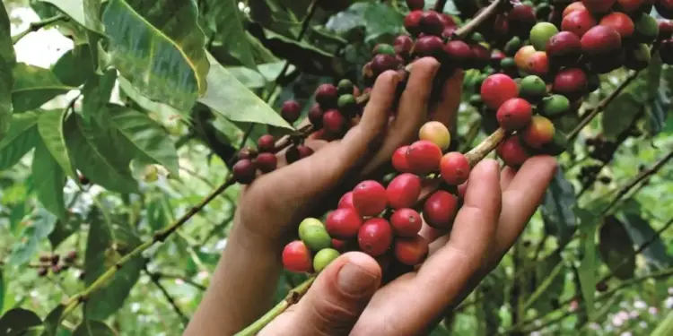 Manos recolectando granos de café rojos y verdes en una plantación