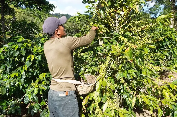 Hombre recolectando frutos en una planta de café utilizando una cesta de mimbre en el campo.
