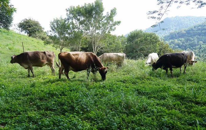 Vacas y ganado pastando en un prado verde con vegetación y montañas al fondo.
