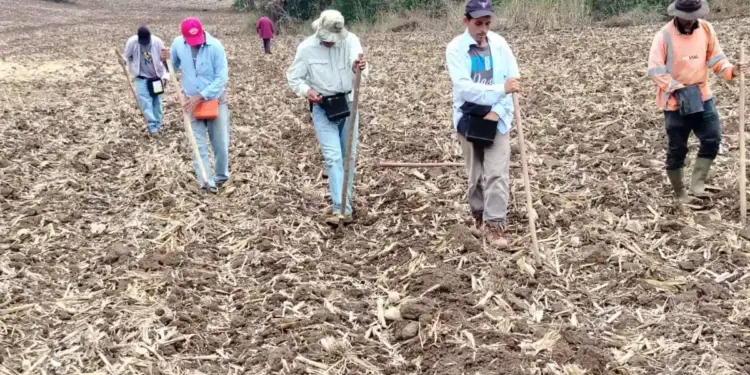 Cinco personas, principalmente hombres, caminan en fila por un campo arado con residuos de cosecha. Realizan labores agrícolas con palos y bolsas.