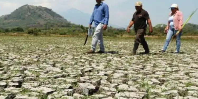 Tres agricultores caminando sobre un suelo seco y agrietado debido a la sequía en un campo.