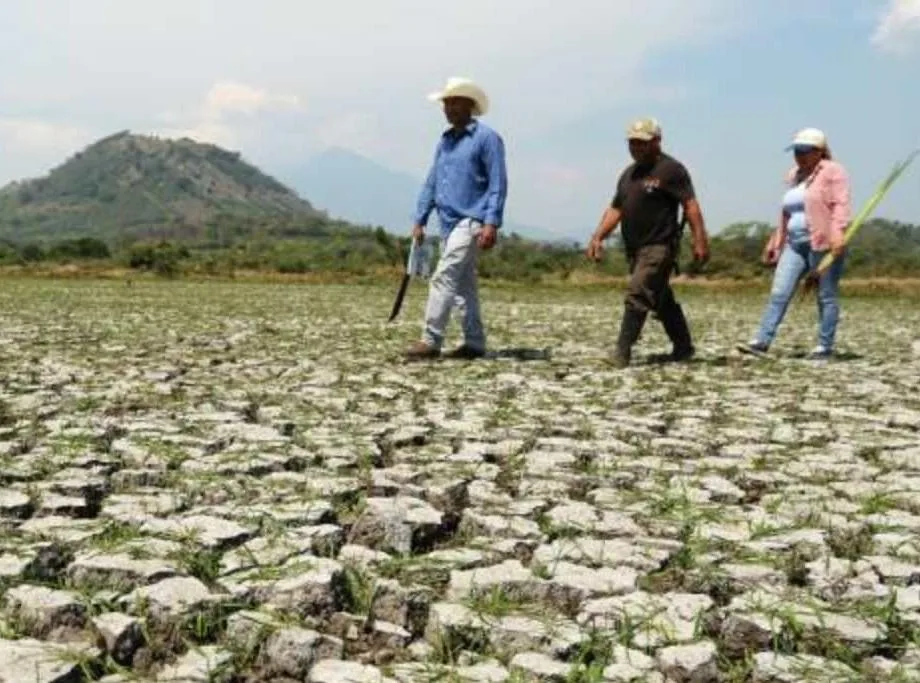 Tres agricultores caminando sobre un suelo seco y agrietado debido a la sequía en un campo.