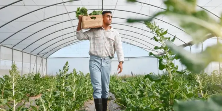 Joven agricultor camina dentro de un invernadero, llevando una caja de madera con vegetales frescos sobre su hombro. Filas de cultivos verdes se extienden a su alrededor.