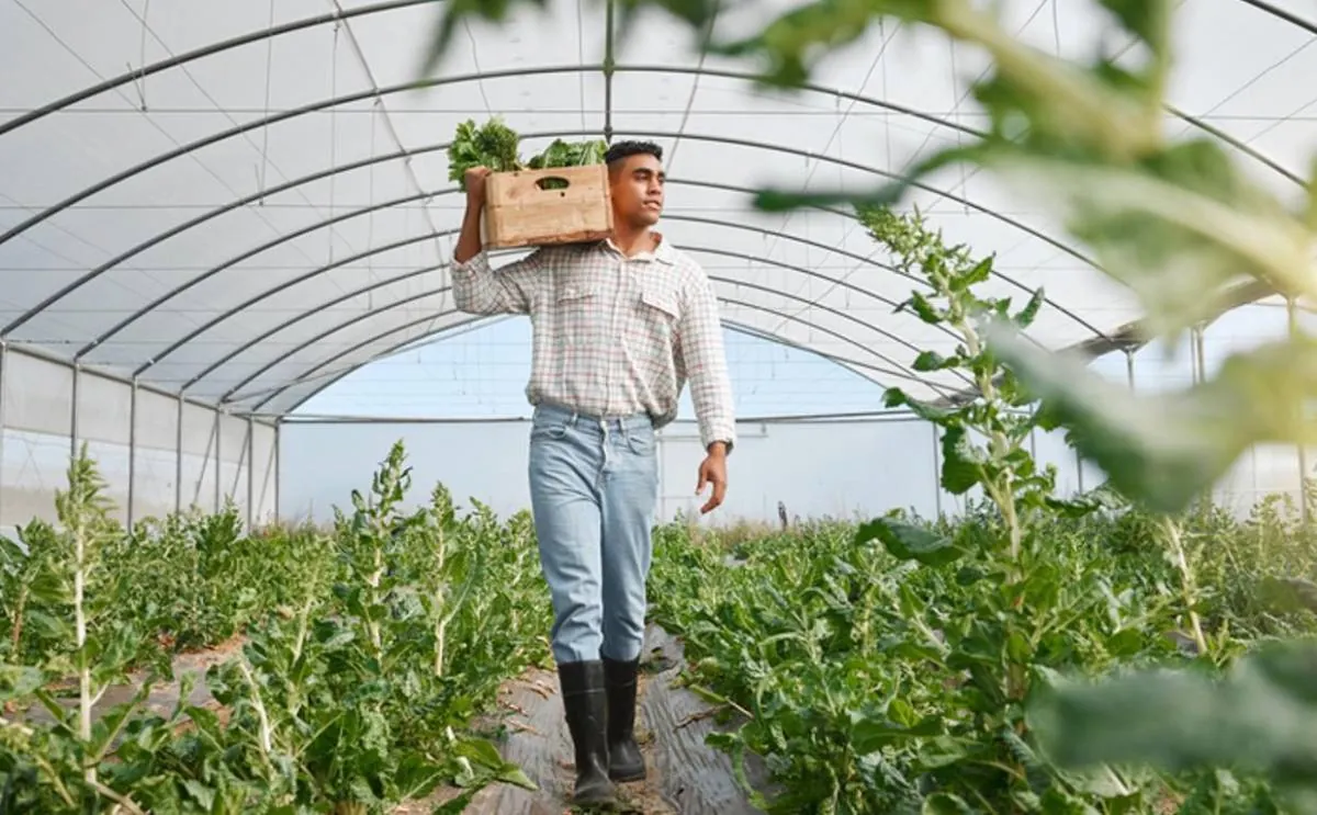 Joven agricultor camina dentro de un invernadero, llevando una caja de madera con vegetales frescos sobre su hombro. Filas de cultivos verdes se extienden a su alrededor.