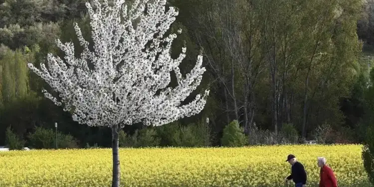Una pareja mayor camina por un sendero pavimentado junto a un árbol lleno de flores blancas y un campo amarillo.